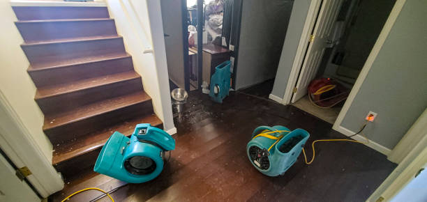 Best Mold removal after water damage  in Ringgold, LA